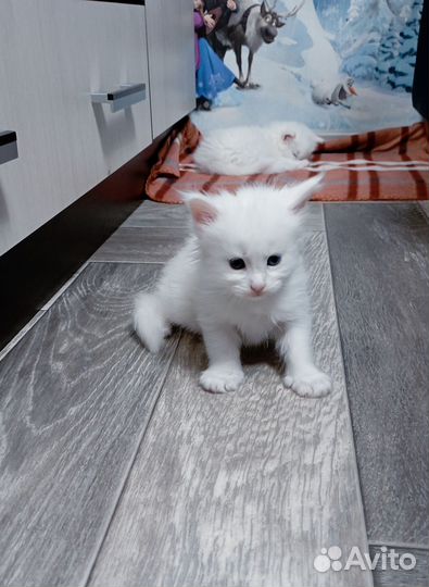 Котята мейн-кун