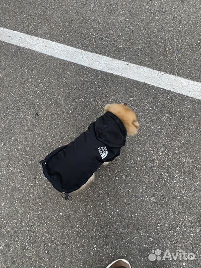 Куртка для шпица