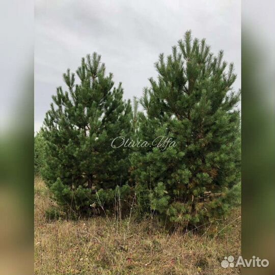 Сосна, ель зелёная крупномер отборная