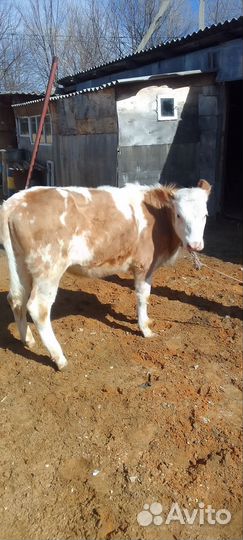 Домашние Тёлки 5 голов