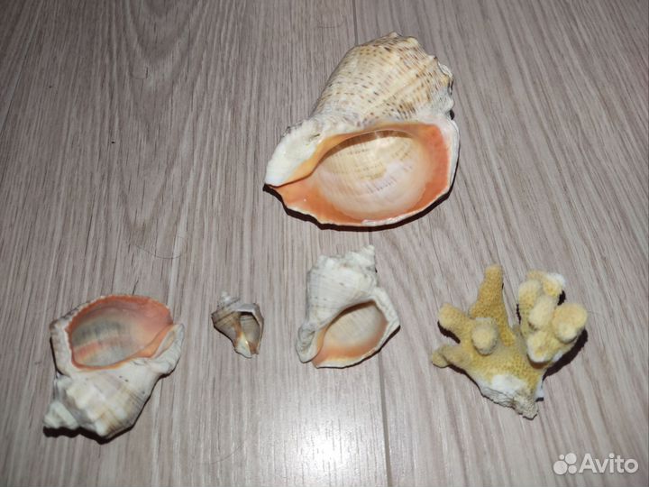 Ракушки коралл