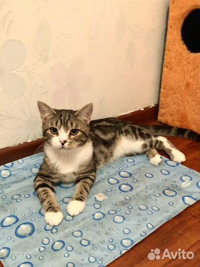 Котик в добрые руки