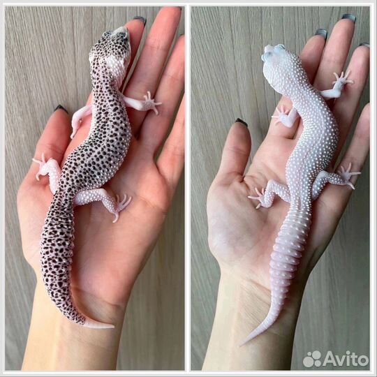 Эублефар самец Super Diablo