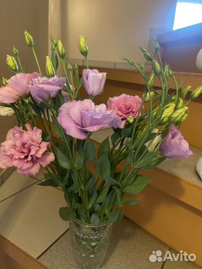 Рассада Эустомы на весну 2024 г