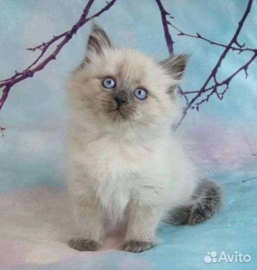 Сибирские Невские маскарадные котятки