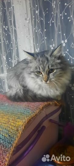 Пушистая кошечка 5 мес