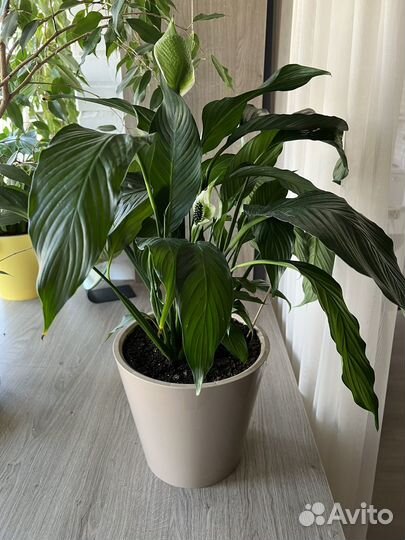 Спатифиллум сортовой