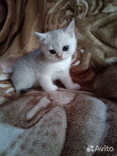 Котята золотая шиншилла