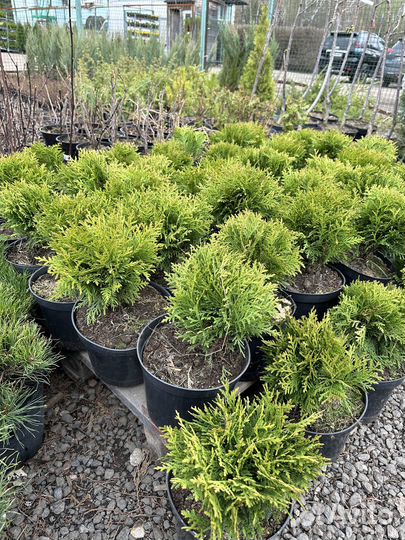 Туя Даника 20-25