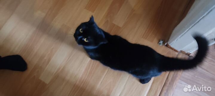 Черная кошка