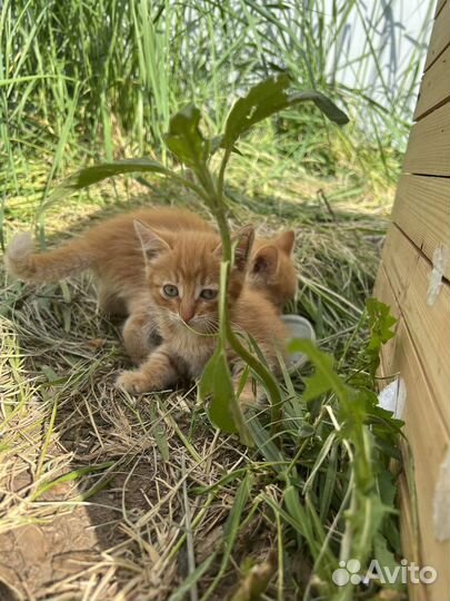 Котята в добрые руки бесплатно