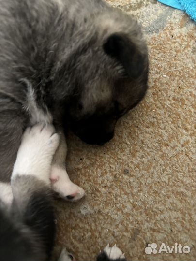 Сибирский хаски