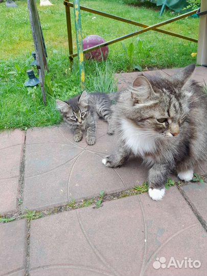 Отдам котят в хорошие руки