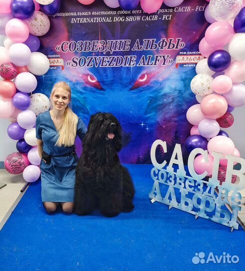 Щенки Русского Чёрного Терьера