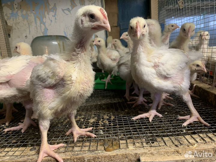 Бройлер 7, 14, 20 дней