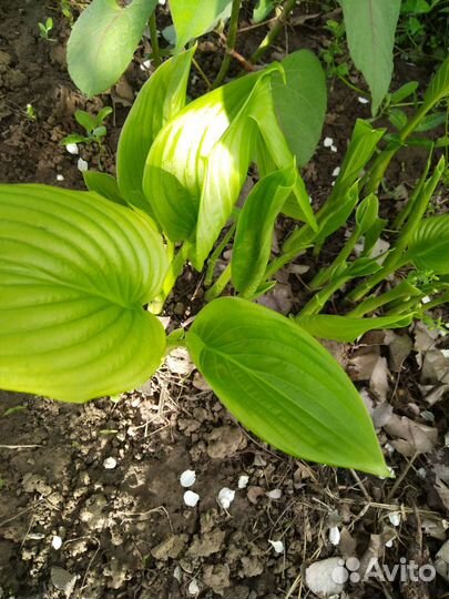 Цветы для сада