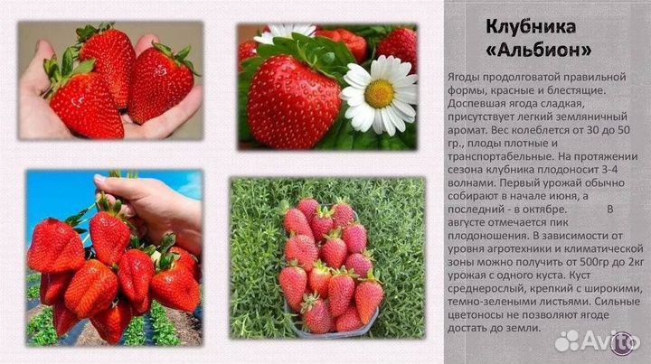 Рассада ремонтантной клубники