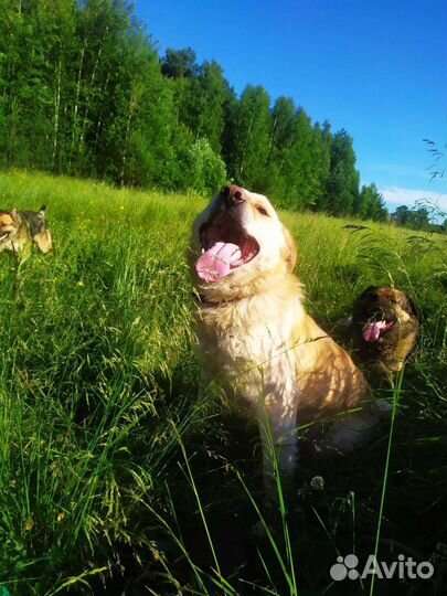 Мощные собаки для охраны