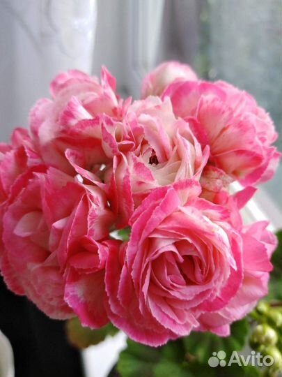 Пеларгонии зональные сортовые