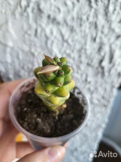 Зарубежные