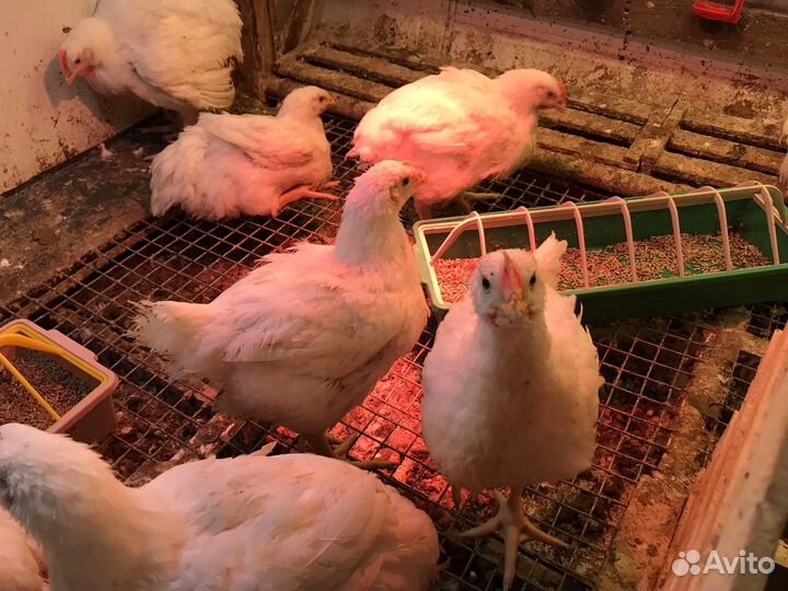 Цыплята бройлеры кобб 500 суточные и подрощенные