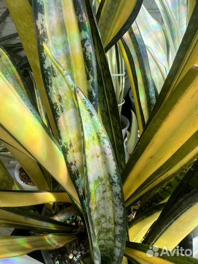 Сансевиерия сортовая
