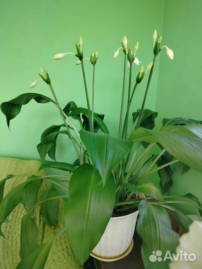 Лилия (эухарис)