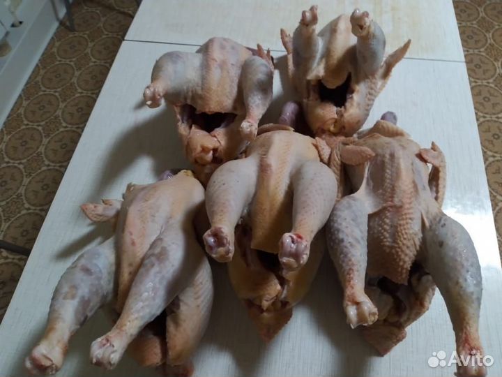 Мясо домашних кур