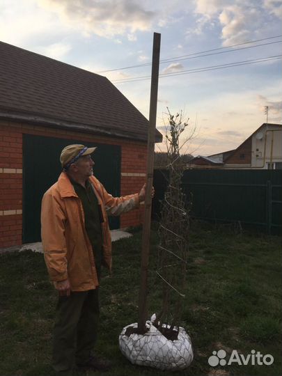 Крупномерная сортовая сирень