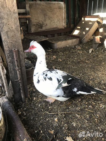 Инкубационное яйцо индоутки