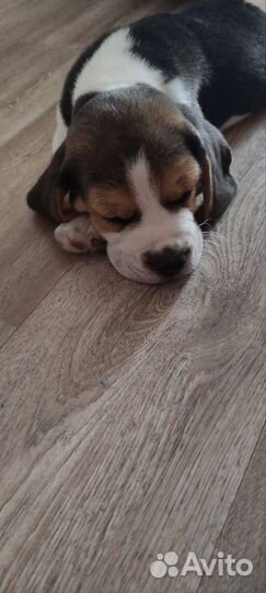 Бигль щенок