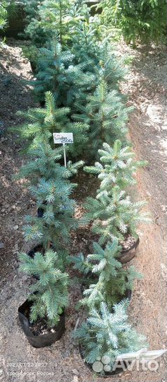 Ель голубая