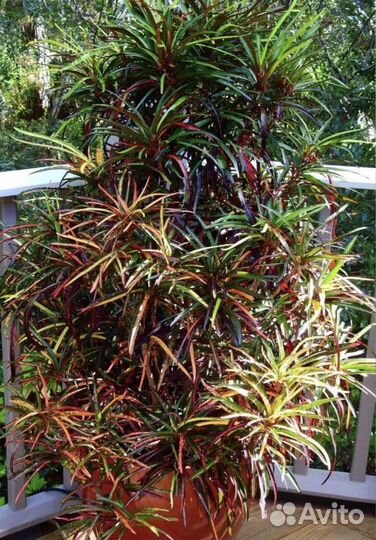 Кротон Кодиеум Ред.банана