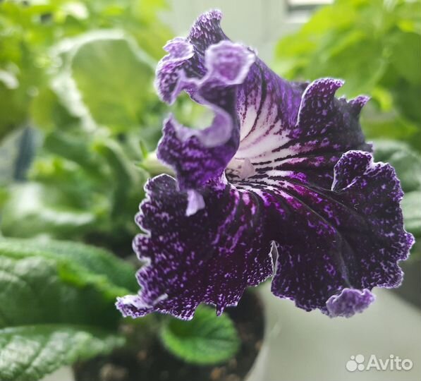 Стрептокарпусы