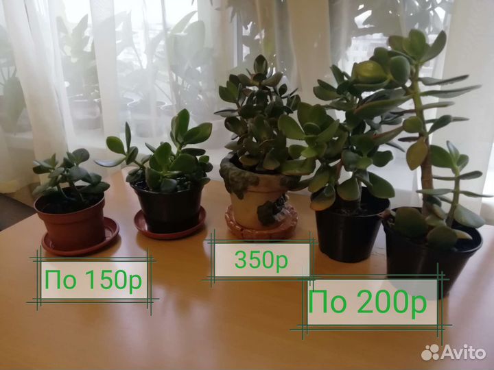 Крассула Овата, Русби вариегата, Алоэ, Дримиопсис