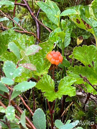 Тур - Летняя Териберка