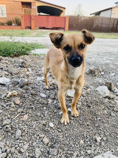 Собака малышка