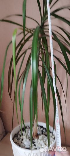 Пальма драцена