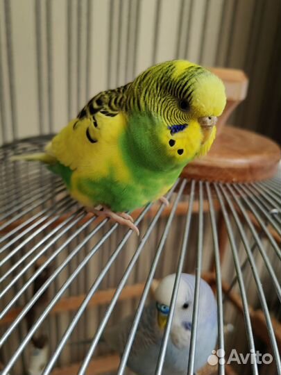 Волнистый попугайчики с клетками