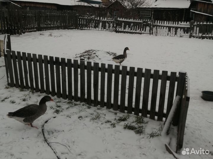 Три гусыни один гусак