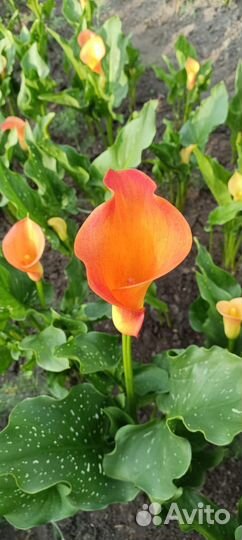 Луковицы каллы