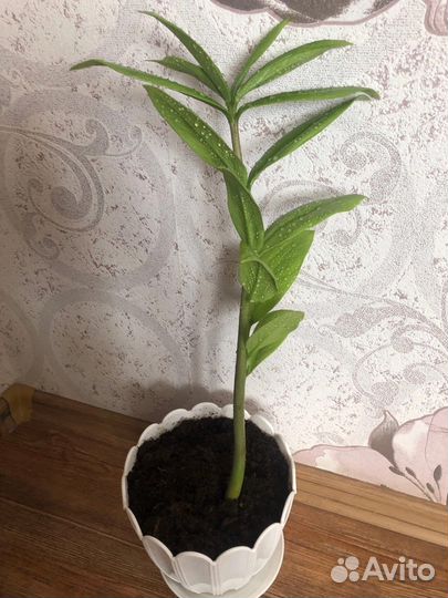 Замиокулькас, фикус