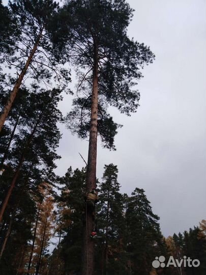 Спил деревьев, веток, чистка дерева, кронирование