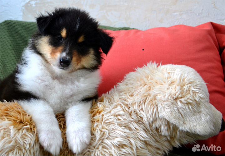 Колли - девочка