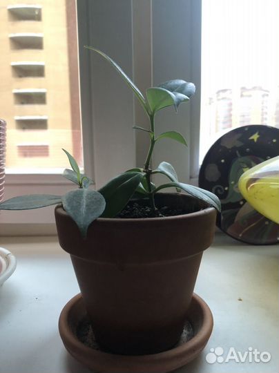 Эсхинантус