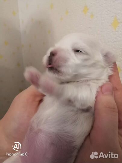 Собака маленькая порода. Мальтийская болонка