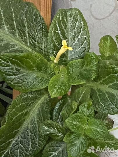 Эписции-домашние цветы