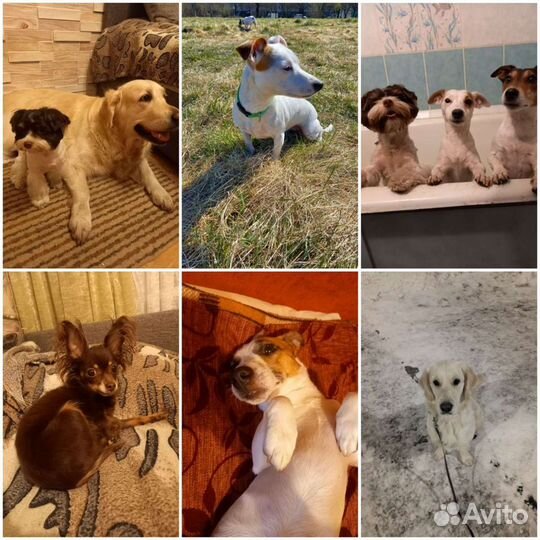 Передержка животных и выгул собак