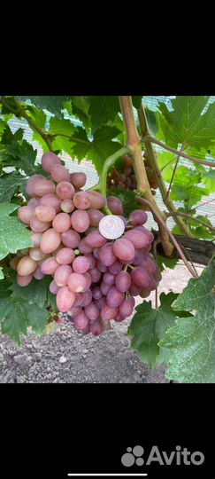 Саженцы и черенки винограда