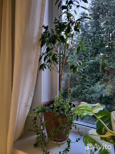 Фикус бенджамина и карликовый в одном горшке